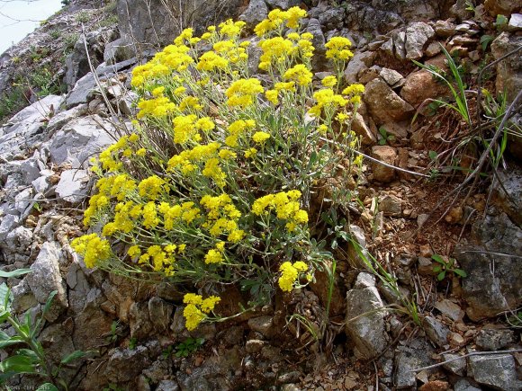 Aurinia saxatilis (L.) Desv. Brassicaceae - Corbeille d'or