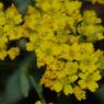 Aurinia saxatilis (L.) Desv. Brassicaceae - Corbeille d'or