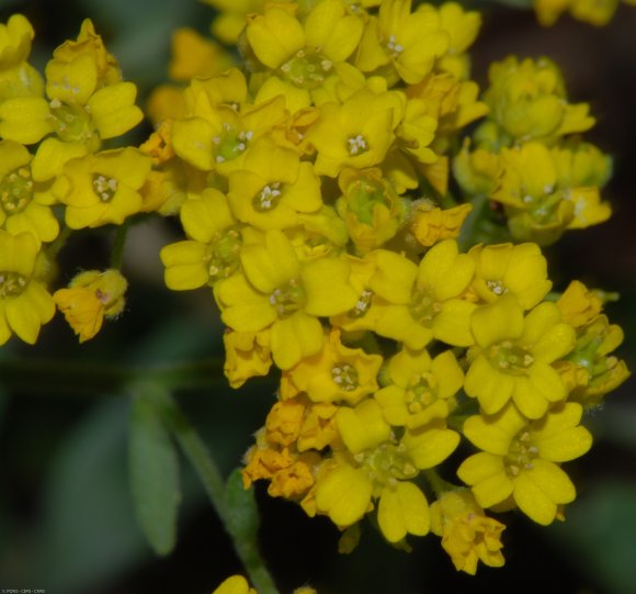 Aurinia saxatilis (L.) Desv. Brassicaceae - Corbeille d'or