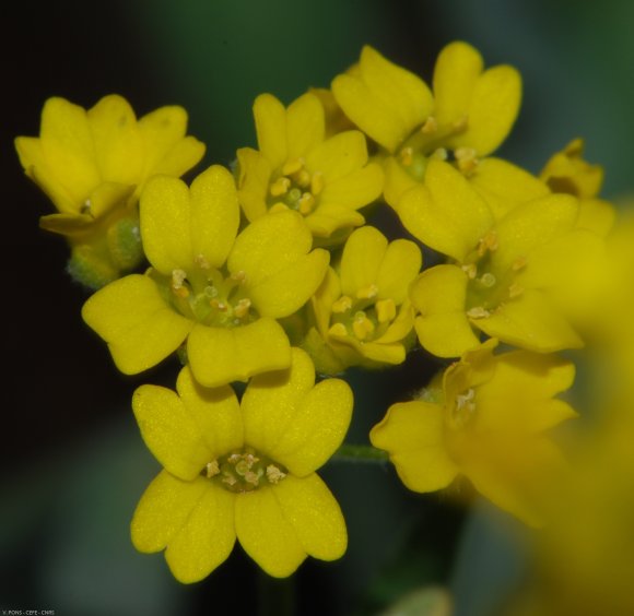 Aurinia saxatilis (L.) Desv. Brassicaceae - Corbeille d'or