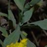 Aurinia saxatilis (L.) Desv. Brassicaceae - Corbeille d'or