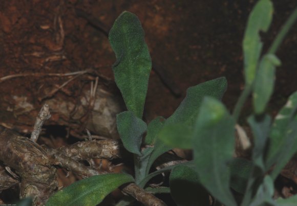 Aurinia saxatilis (L.) Desv. Brassicaceae - Corbeille d'or