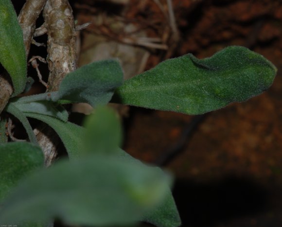 Aurinia saxatilis (L.) Desv. Brassicaceae - Corbeille d'or