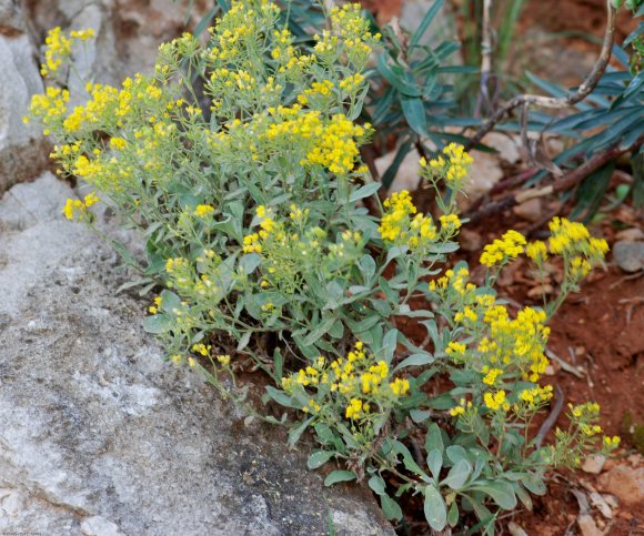 Aurinia saxatilis (L.) Desv. Brassicaceae - Corbeille d'or