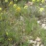 Biscutella laevigata L. Brassicacea-Lunetière lisse