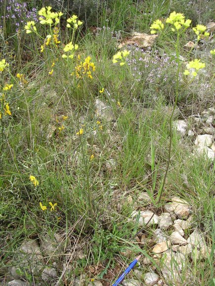 Biscutella laevigata L. Brassicacea-Lunetière lisse