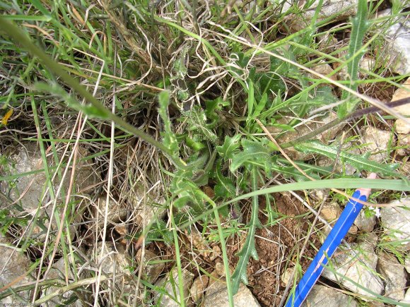 Biscutella laevigata L. Brassicacea-Lunetière lisse