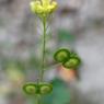 Biscutella laevigata L. Brassicacea-Lunetière lisse