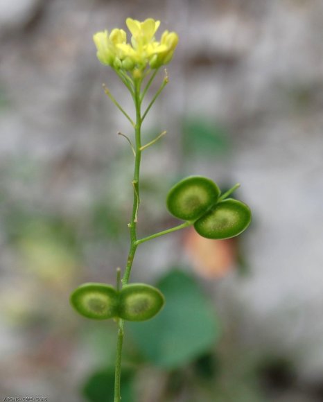 Biscutella laevigata L. Brassicacea-Lunetière lisse