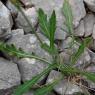 Biscutella laevigata L. Brassicacea-Lunetière lisse