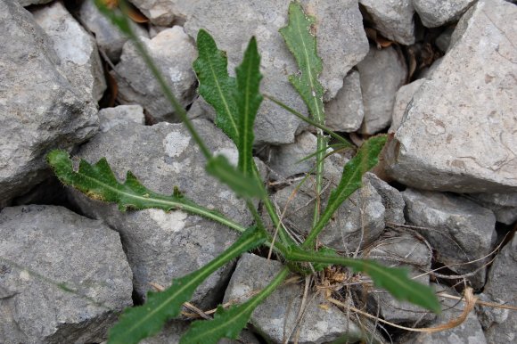 Biscutella laevigata L. Brassicacea-Lunetière lisse