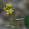 Biscutella laevigata L. Brassicacea-Lunetière lisse