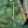 Capsella bursa-pastoris (L.) Medik. Brassicaceae - Bourse-à-past