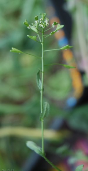 Capsella bursa-pastoris (L.) Medik. Brassicaceae - Bourse-à-past