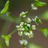 Capsella bursa-pastoris (L.) Medik. Brassicaceae - Bourse-à-past