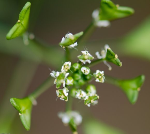 Capsella bursa-pastoris (L.) Medik. Brassicaceae - Bourse-à-past