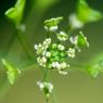 Capsella bursa-pastoris (L.) Medik. Brassicaceae - Bourse-à-past