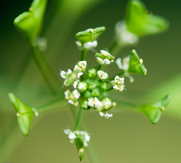 Capsella bursa-pastoris (L.) Medik. Brassicaceae - Bourse-à-past