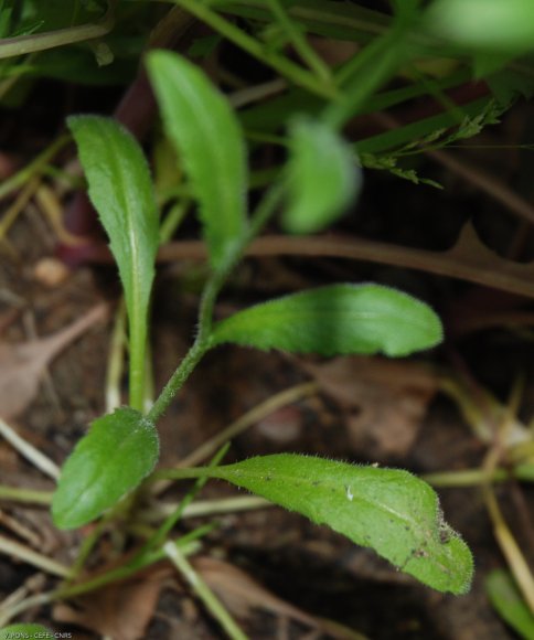 Capsella bursa-pastoris (L.) Medik. Brassicaceae - Bourse-à-past
