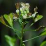 Capsella bursa-pastoris (L.) Medik. Brassicaceae - Bourse-à-past