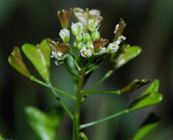 Capsella bursa-pastoris (L.) Medik. Brassicaceae - Bourse-à-past