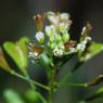 Capsella bursa-pastoris (L.) Medik. Brassicaceae - Bourse-à-past