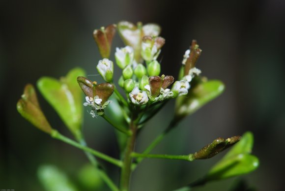 Capsella bursa-pastoris (L.) Medik. Brassicaceae - Bourse-à-past