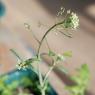 Capsella bursa-pastoris (L.) Medik. Brassicaceae - Bourse-à-past