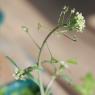 Capsella bursa-pastoris (L.) Medik. Brassicaceae - Bourse-à-past