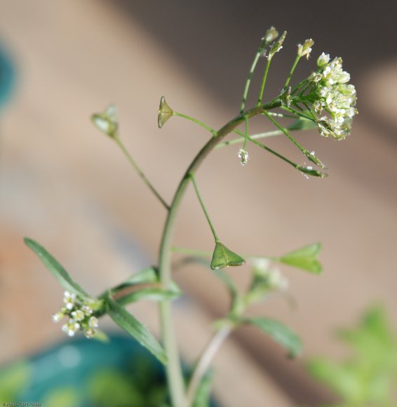 Capsella bursa-pastoris (L.) Medik. Brassicaceae - Bourse-à-past