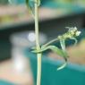 Capsella bursa-pastoris