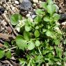 Cardamine hirsuta L. Brassicaceae - Cardamine hirsute