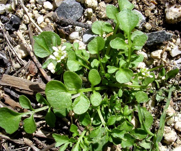 Cardamine hirsuta L. Brassicaceae - Cardamine hirsute