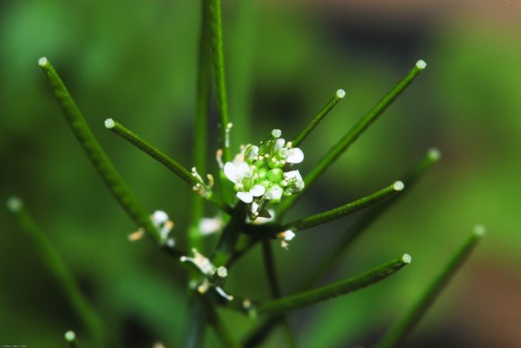 Cardamine hirsuta L. Brassicaceae - Cardamine hirsute