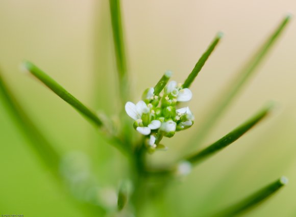 Cardamine hirsuta L. Brassicaceae - Cardamine hirsute