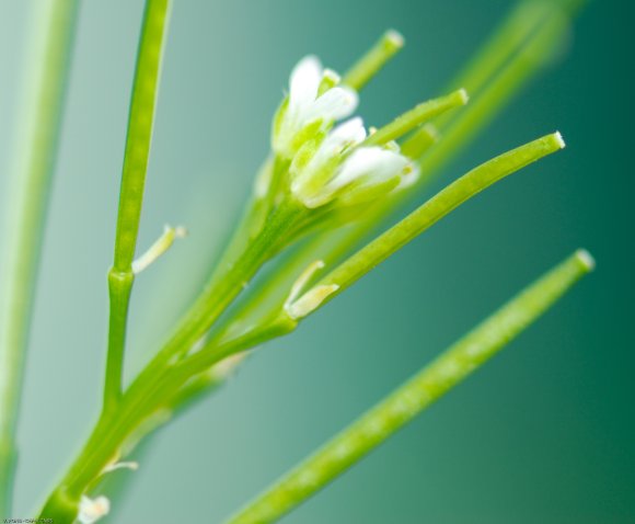 Cardamine hirsuta L. Brassicaceae - Cardamine hirsute