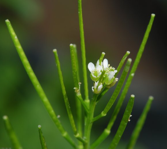 Cardamine hirsuta L. Brassicaceae - Cardamine hirsute