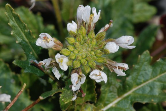 Diplotaxis erucoides (L.) DC. Brassicaceae-Fausse roquette.JPG