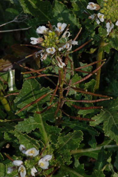 Diplotaxis erucoides (L.) DC. Brassicaceae-Fausse roquette.JPG