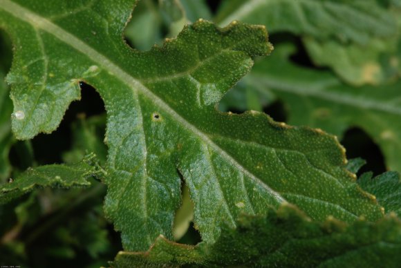 Diplotaxis erucoides (L.) DC. Brassicaceae-Fausse roquette.JPG