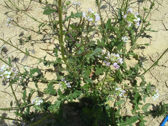 Diplotaxis erucoides (L.) DC. Brassicaceae-Fausse roquette.JPG