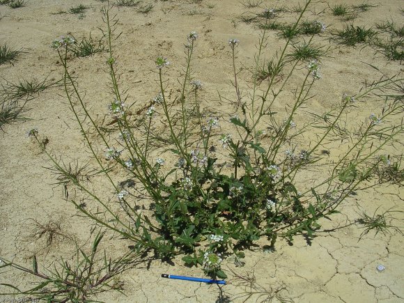 Diplotaxis erucoides (L.) DC. Brassicaceae-Fausse roquette.JPG