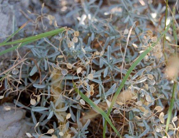 Hormathophylla spinosa (L.) Küpfer Brassicaceae  - Alysson épine