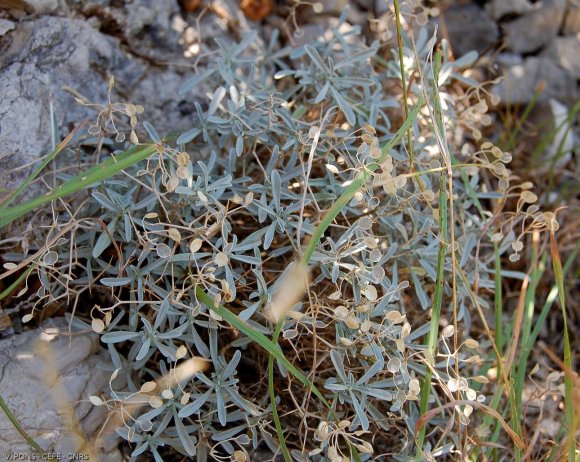 Hormathophylla spinosa (L.) Küpfer Brassicaceae  - Alysson épine