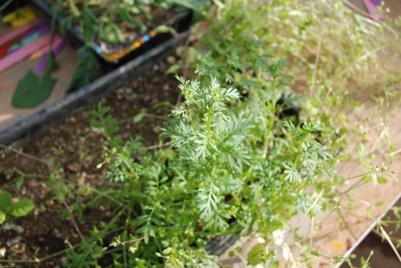 Lepidium didymum L. Brassicaceae - Corne-de-cerf à deux lobes