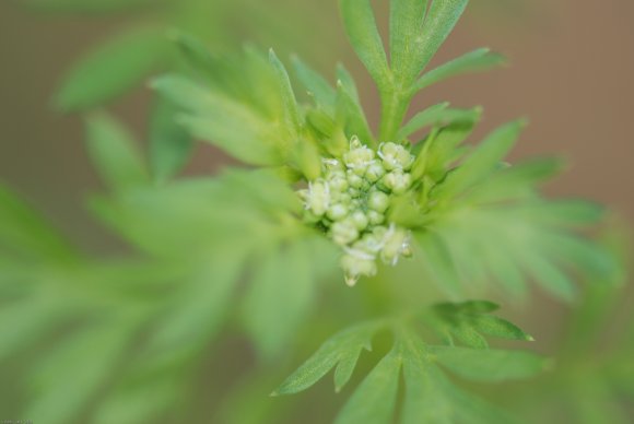 Lepidium didymum L. Brassicaceae - Corne-de-cerf à deux lobes