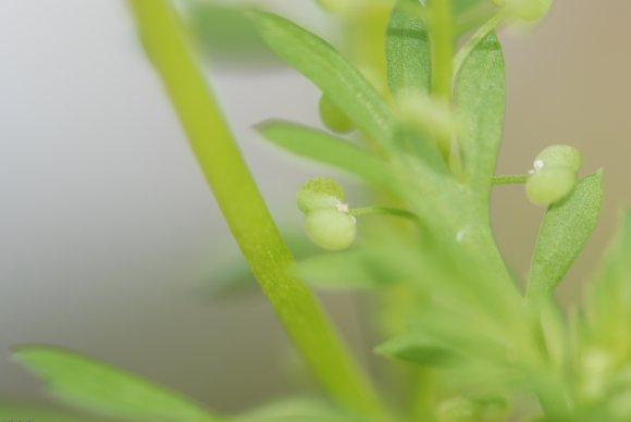 Lepidium didymum L. Brassicaceae - Corne-de-cerf à deux lobes