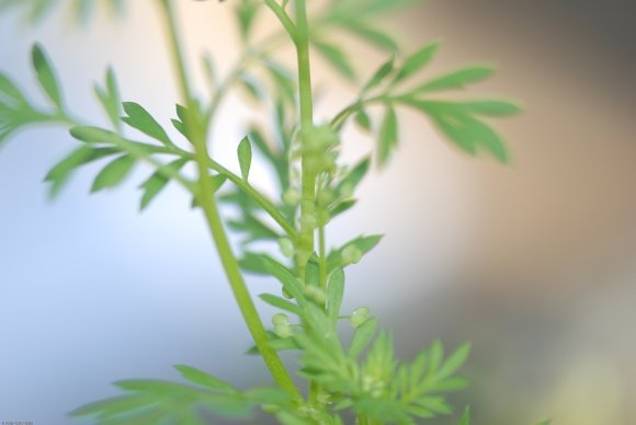 Lepidium didymum L. Brassicaceae - Corne-de-cerf à deux lobes