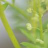 Lepidium didymum L. Brassicaceae - Corne-de-cerf à deux lobes