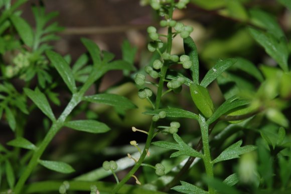 Lepidium didymum L. Brassicaceae - Corne-de-cerf à deux lobes